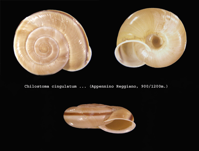 Chilostoma cingulatum - Appennino reggiano